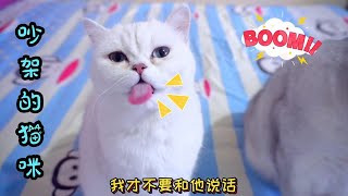 小猫咪害怕被抛弃，生病都瞒着主人【七宝小圆子】