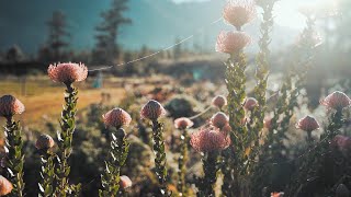 Beautiful Relaxing Music • Planet Earth Amazing Nature, Beautiful Flowers, Stress Relief, Meditation