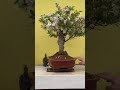 bonsai apfel mallus evereste 32jahre japan schale