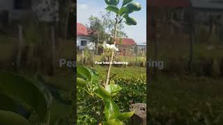 ដើមសារីចេញផ្កា Pear tree is flowering