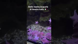 Stelle marine, Acquario di Genova  Italia ปลาดาว(พิพิธภัณฑ์สัตว์น้ำ เมือง เจโนวา ประเทศอิตาลี)