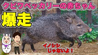 (音声解説)実は勇敢な動物！？クビワペッカリーの赤ちゃん誕生【神戸どうぶつ王国】Collared Peccary was born in Kobe animal kingdom