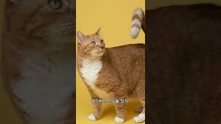 고양이 귀에 진드기?!진드기가있을때 나타나는증상!영상 끝까지보고 공유 저장😍 평생함께할 냥이들 잘케어하자궁!팔로우하고 반려동물 꿀팁받아봐요🥰