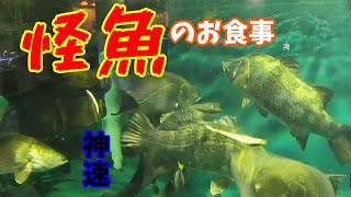 怪魚「アカメ」のお食事【魚類】