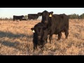 angus vnr preserving genetics during drought