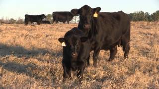 Angus VNR: Preserving genetics during drought