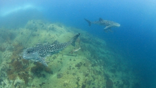 Two whale sharks swimming together