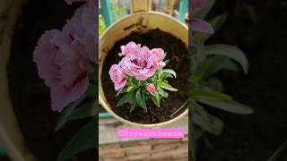 Pink Carnation Home Grown Balcony Garden  #shorts #garden #balcony #carnations