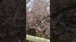 🌸 SAKURA ! cherry blossom in japan