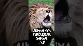 auman singa terdengar sampai jarak 8 km #shorts  #edukasi #faktaunik #edukasihewan #singa #lion