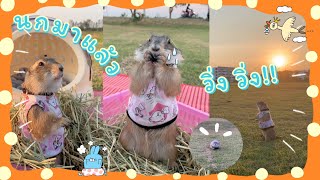 วิ่งเล่นสนามหญ้า นกใหญ่มา อั่งเปาหนีไวมาก | โมเมกับอั่งเปา แพรี่ด็อก Prairiedog run