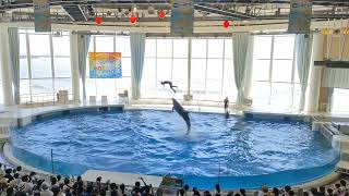 アクアワールド茨城県大洗水族館　イルカ・アシカ　オーシャンライブ　2022.07.31　10:00～