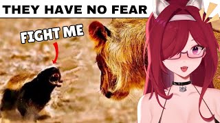 HONEY BADGERS DONT FEAR GOD OR LIONS | Vtuber reacts to Casual Geographic