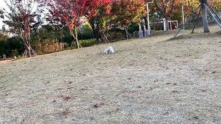 가을 꼬까옷 입구 산책나왔어요 🍂🧡