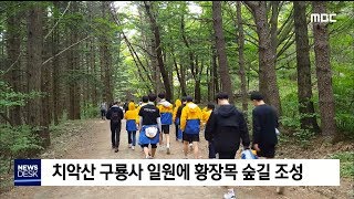 2019. 9. 19[원주MBC] 치악산에 황장목숲길 조성