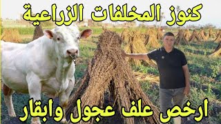 مع د/السيد الطوخي .كيف تصنع العلف البديل من المخلفات الزراعية..واهم بدائل ( الردة والذرة).كنوز مهدرة