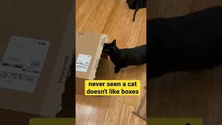 why cats like box? 为什么猫喜欢纸箱子