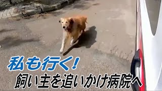 飼い主乗せた救急車を追いかける犬　私も行く！　トルコ