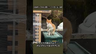 縁側ねこ コタの思い出｜トラックの荷台でまったり