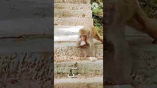 monkey funny video #viral #shortsfeed #trending #shorts #monkeyfunny #monkeyfunnymoments