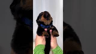 1 week old  cute little angel Rottweiler Puppy ❤️
