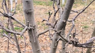 Pruning season 2025 Part-2