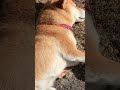 柴犬コロ 寝顔と可愛いすぎる寝返りに癒される動画😊✨ 柴犬コロ 犬 癒し リラックス 可愛い 癒される かわいい 寝顔 お昼寝 shibainu dog cute ペット