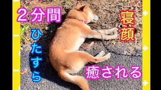 柴犬コロ 寝顔と可愛いすぎる寝返りに癒される動画😊✨ #柴犬コロ #犬 #癒し #リラックス #可愛い #癒される #かわいい #寝顔 #お昼寝 #shibainu #dog #cute #ペット