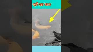 OMG এই ভাবে পাখিটা মাছ ধরছে,#bird catching fish,#shorts,#শিকারি পাখি,