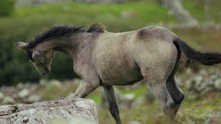 For Horse Lovers - with beautiful relaxing music - anti-stress anti-anxiety meditation - Gratitude
