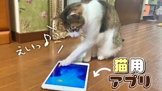 猫もゲームをするんです！猫用アプリで遊ぶ猫♫