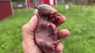 A Precious Rescued Baby Armadillo