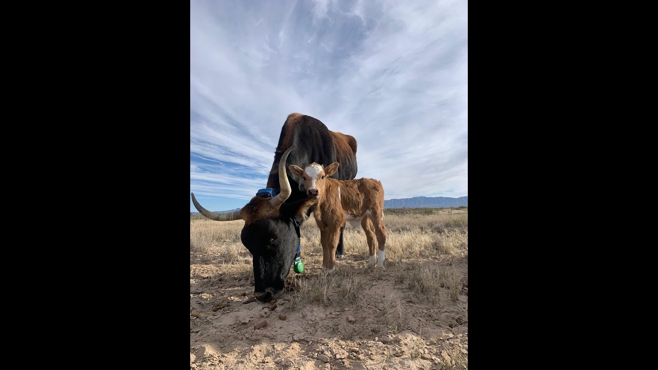 Parturition Usda Ars Jer Youtube