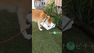 私は待てない女⁉️ゆずちゃん我慢できないワン　柴犬ミックス犬　＃柴犬　＃雑種犬