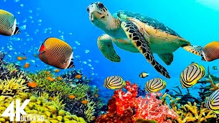 11HRS of 4K Turtle Paradise - Undersea Nature Relaxation Film + Piano Music for Stress Relief