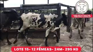 LOTE 15- 12 FÊMEAS- 24M- 295 KG