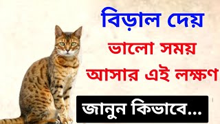 জানুন বিড়াল কিভাবে আমাদের ভালো সময় আসার সংকেত দেয়? / সুবিচার