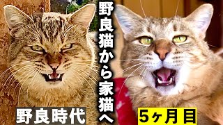 【庭に住みついた野良猫を家猫へ】保護から5ヶ月の記録