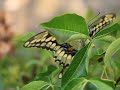 female papilio cresphontes laying eggs