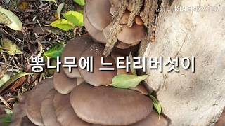 뽕나무에 느타리버섯이