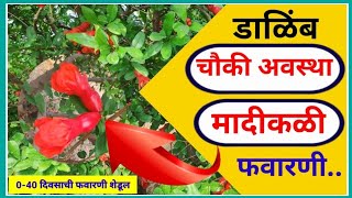 डाळिंब बागेची चौकी अवस्था व अधिक मादीकळीसाठी फवारणी / Pomegranate Setting period / कृषी टॉकीज 🌾