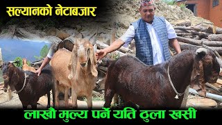 एउटा•खसीबाट आधा•लाख आम्दानी•Agriculture •Nepal•Krishi HD