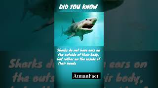 Sharks Shorts Shortsfeed