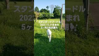 スタンダードプードル2022.12.31生まれ(5ヶ月)反抗期🐩