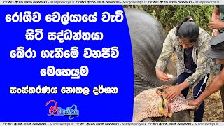 වෙල් යායක වැටීසිටි සද්ධන්තයාට ප්‍රතිකාර සිදු කිරීමේ මෙහෙයුම