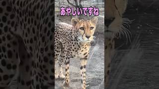 猫のような猛獣チーター（22）警備巡回中です！#shorts