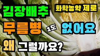 [ 김장배추 ] 무름병이 생겼나요? 문제는 흙! 왜?/ 김장배추 병충해 / 김장배추 무름병 방지 /무름병 방지 / Prevention of kimchi cabbage disease