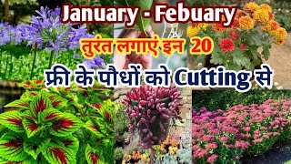 January - Febuary तक लगा लें इन 20 बिल्कुल फ्री में मिलने वाले पौधों को /February में ये पौधे लगाएं