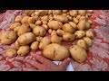 🏆🥔 Сбор урожая 26 сортов картофеля в жарком климате Сарпо Мира Сарпо Кифли Шарвари Пирошка