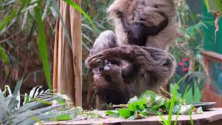 Scotland’s first ever baby sloth, Atty, born at Edinburgh Zoo